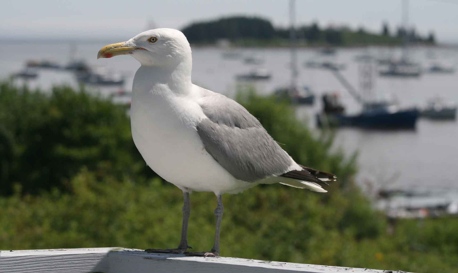 A seagull visiting in Maine